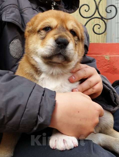 Собаки в Екатеринбурге: Щенок среднеазиатской овчарки (алабай) Мальчик, 50 000 руб. - фото 4