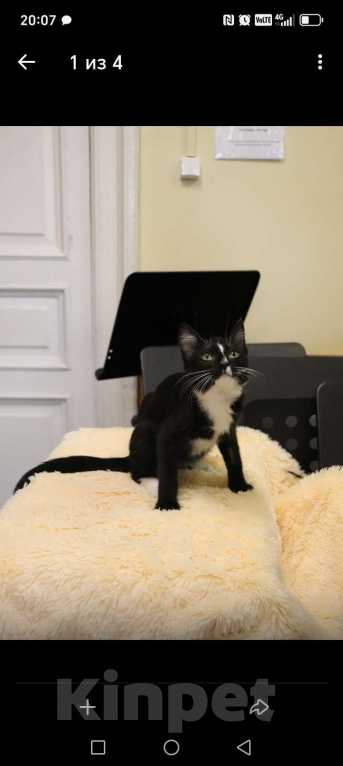 Кошки в других городах Ленинградской области: Котёнок ДимЮрич, ласковый и ручной Мальчик, 500 руб. - фото 3