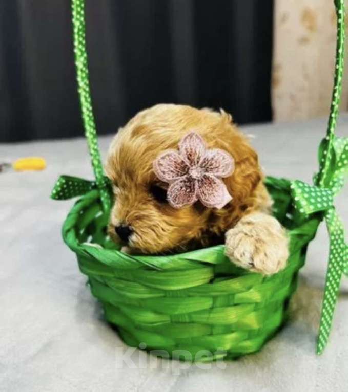 Собаки в Москве: Щенки мальтипу Девочка, 60 000 руб. - фото 5