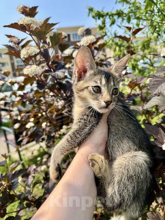 Кошки в других городах Московской области: Котенок Чаузи ф3 Девочка, 30 000 руб. - фото 2