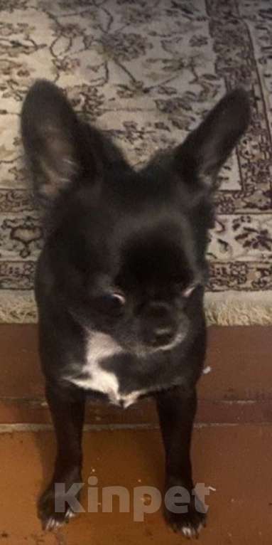 Собаки в Голицыно: Потерялась собака Девочка, 10 руб. - фото 1