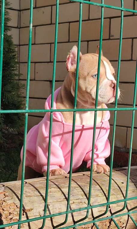 Собаки в других городах Краснодарского края: Американский Булли щенки Мальчик, 60 000 руб. - фото 3