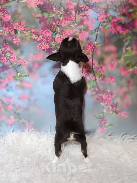 Собаки в Москве: Мини девочка шоколадка Девочка, 95 000 руб. - фото 6