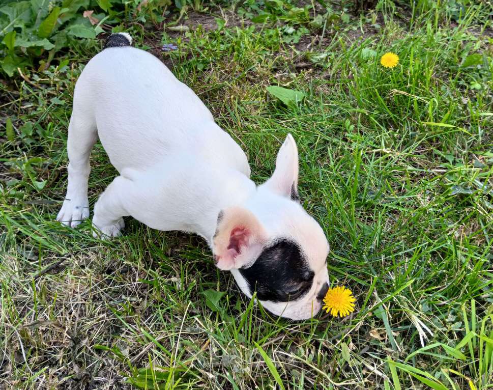 Собаки в других городах Самарской области:  Французский бульдог щенок Девочка, 30 000 руб. - фото 3