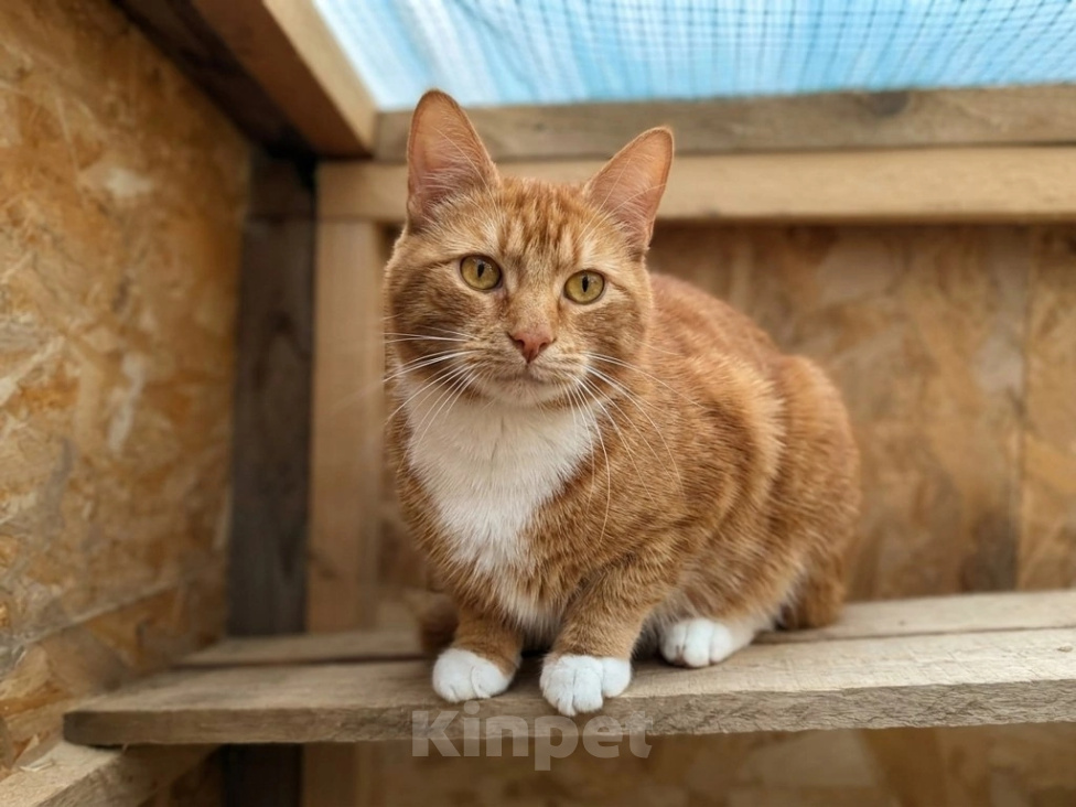 Кошки в Люберцах: Рыжий Кузя едет домой!!! Мальчик, Бесплатно - фото 2