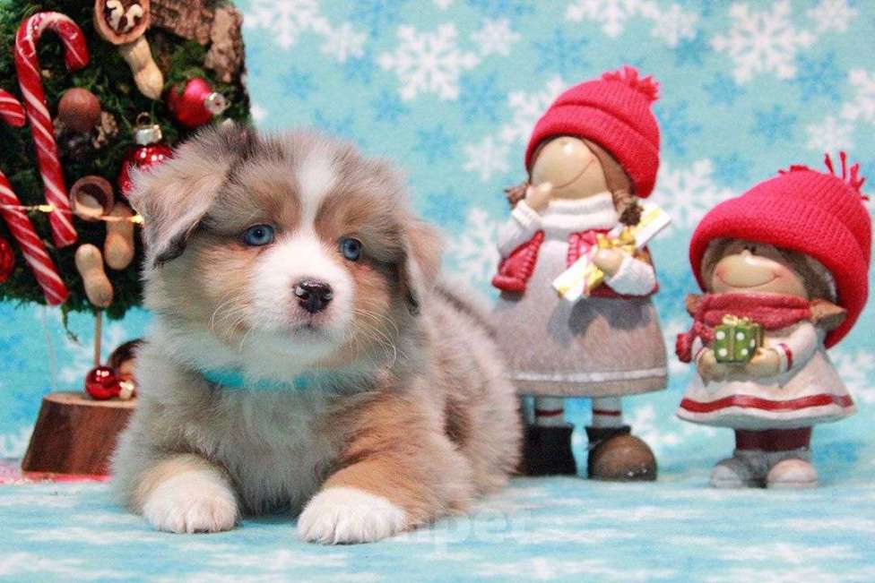 Собаки в Москве: Австралийская овчарка. Миниатюрная американская овчарка (мини аусси) Девочка, 80 000 руб. - фото 3