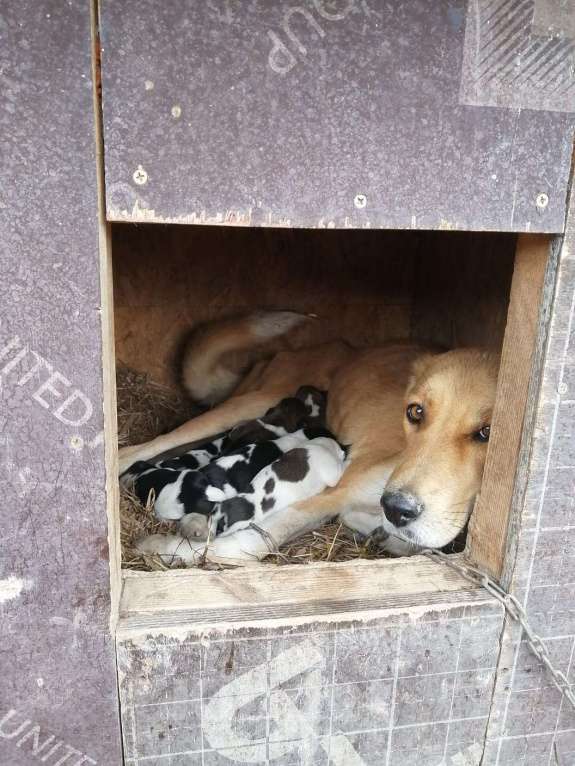 Собаки в Новосибирске: Алиса, 2 года, очень хочет найти семью где она будет любима Девочка, Бесплатно - фото 2