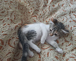 Кошки в Чебоксарах: Котенок  Девочка, 50 руб. - фото 2