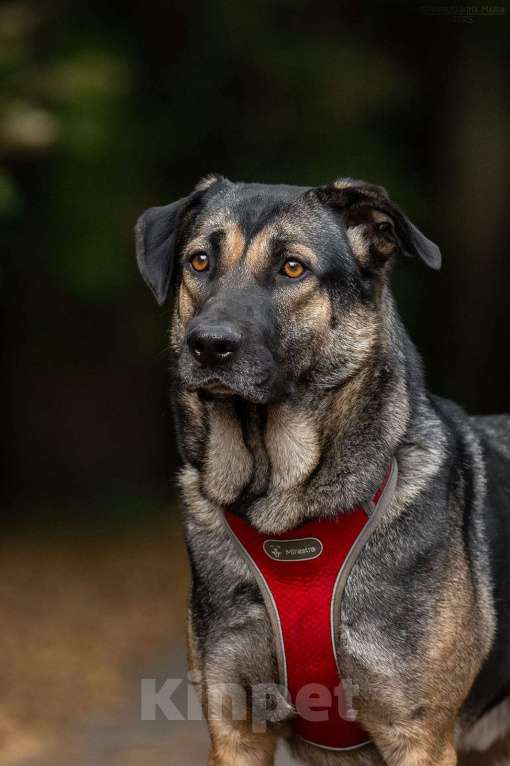 Собаки в Москве: Один ищет любящую семью  Мальчик, Бесплатно - фото 6