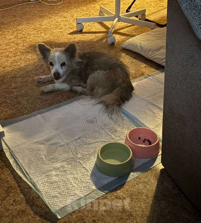 Собаки в Петрозаводске: Собачка ищет хозяев Мальчик, Бесплатно - фото 2