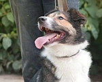 Собаки в Москве: Общительный пес Франтик в добрые руки Мальчик, Бесплатно - фото 1