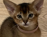 Кошки в Омске: Продам абиссинского котенка Разнополые, 40 000 руб. - фото 1
