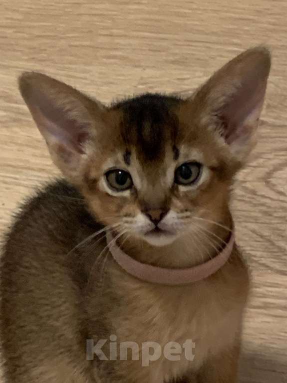 Кошки в Омске: Продам абиссинского котенка Разнополые, 40 000 руб. - фото 1