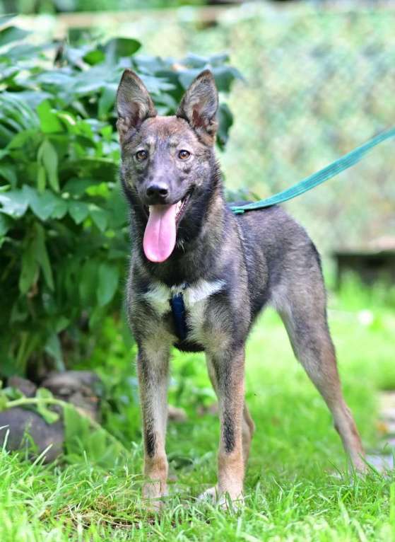 Собаки в Москве: Маленькая собачка Рита ищет дом Девочка, 1 руб. - фото 4