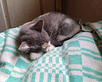Кошки в Вологде: Отдам в добрые руки Алису 4 мес Девочка, Бесплатно - фото 2