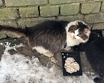 Кошки в Москве: Котик Мурзик, потерявший хозяйку, ищет дом и доброе сердце Мальчик, Бесплатно - фото 3