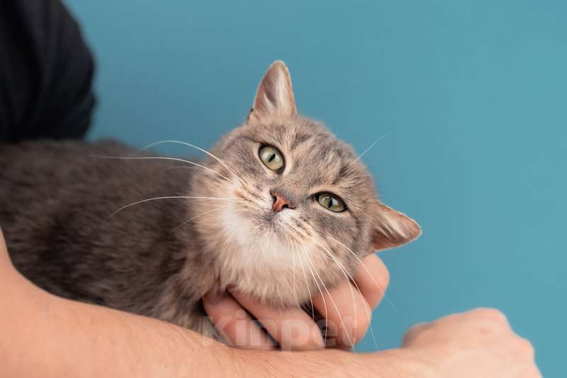 Кошки в Москве: Молодая красавица-кошка с подводкой на глазах Графиня Шишкина Девочка, Бесплатно - фото 5