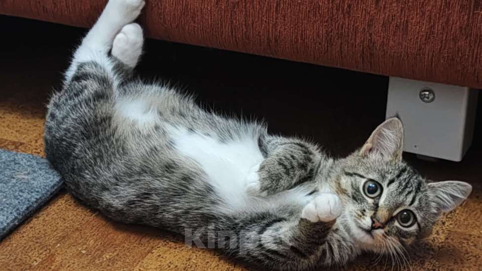 Кошки в Москве: Примите в семью замечательного спасенного котенка! Девочка, Бесплатно - фото 6