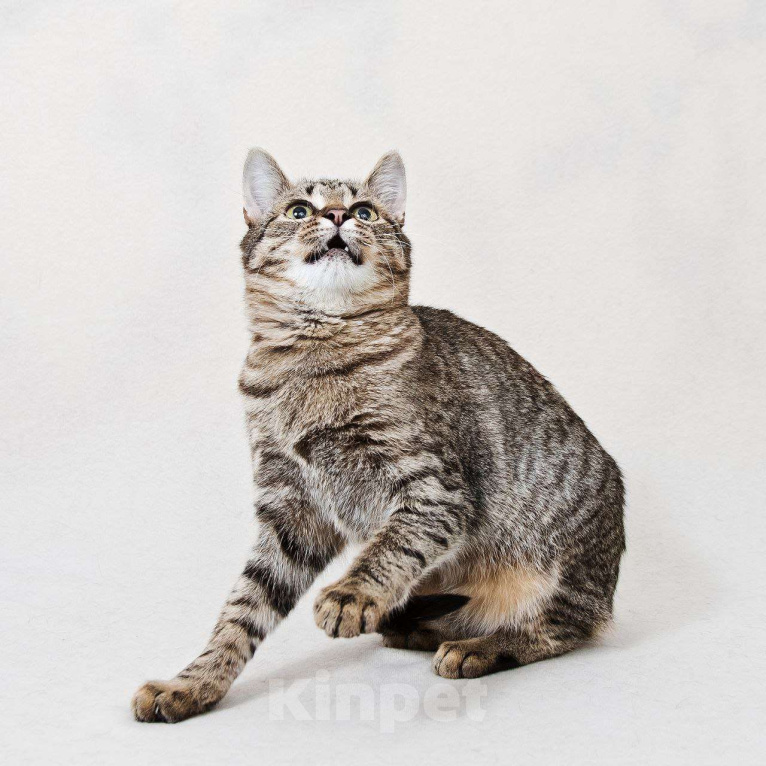 Кошки в Москве: Нежная кошечка Антоновка ищет дом Девочка, Бесплатно - фото 9