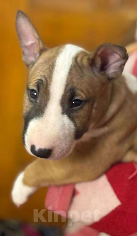 Собаки в Нижнем Новгороде: Высокопородные щенки Мальчик, Бесплатно - фото 1