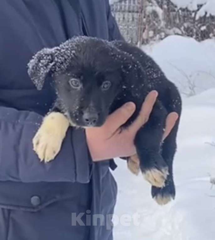 Собаки в Красногорске: Малышка Луна очень ждет свою семью  Девочка, Бесплатно - фото 2