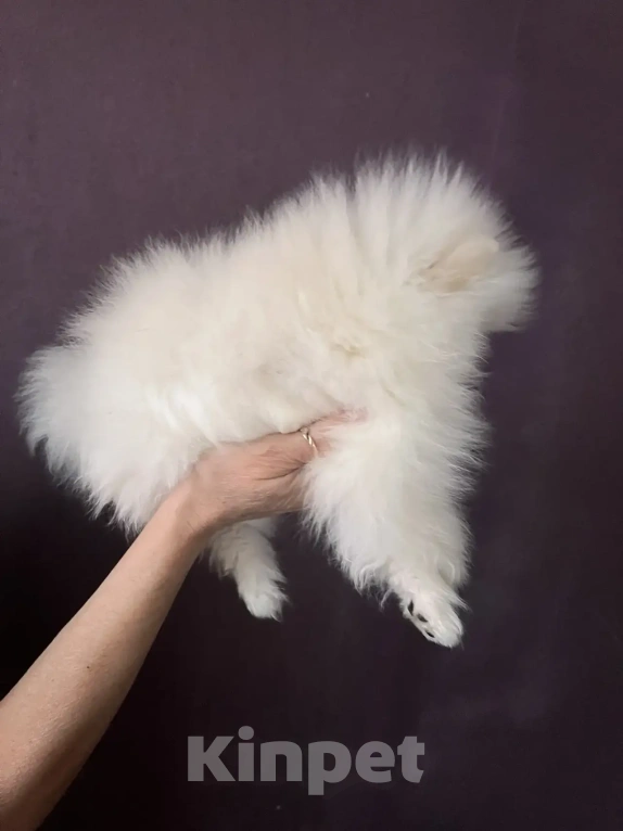 Собаки в Северске: Продается померанский шпиц Мальчик, 30 000 руб. - фото 3