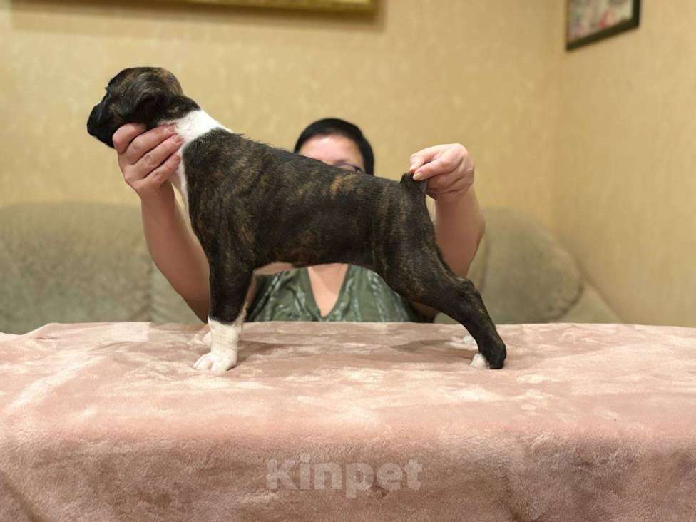 Собаки в Москве: Боксер щенок девочка  Девочка, 65 000 руб. - фото 3