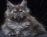 Кошки в Видном: Девочка мейн-кун черный дым Девочка, 95 000 руб. - фото 9