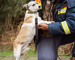 Собаки в Москве: Малышка из приюта в добрые руки Девочка, Бесплатно - фото 6