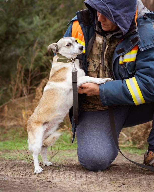 Собаки в Москве: Малышка из приюта в добрые руки Девочка, Бесплатно - фото 6