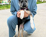 Собаки в Фокино: Очаровательная Тина в добрые руки Девочка, Бесплатно - фото 2