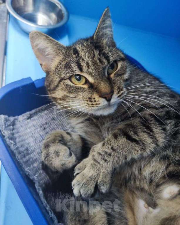 Кошки в Москве: Самая ласковая на свете кошечка живет взаперти 💔 Девочка, Бесплатно - фото 3