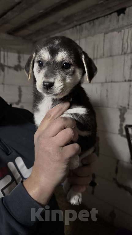 Собаки в Симферополе: Малышка ищет дом Девочка, 100 руб. - фото 3