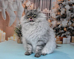 Кошки в Москве: Сибирская серебристая кошечка Девочка, Бесплатно - фото 4