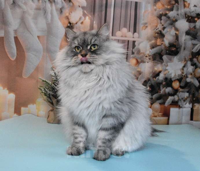 Кошки в Москве: Сибирская серебристая кошечка Девочка, Бесплатно - фото 4