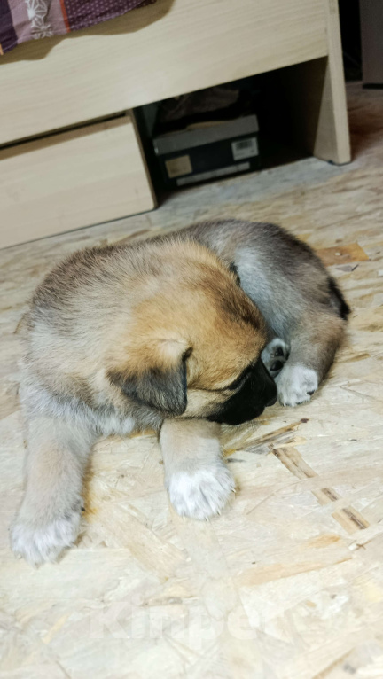 Собаки в Серпухове: Щенок в добрые руки Девочка, Бесплатно - фото 2