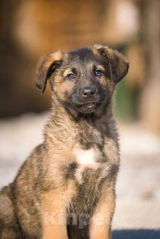 Собаки в Красногорске: Примо Мальчик, Бесплатно - фото 1