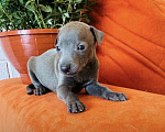 Собаки в других городах Тульской области: Левретка Мальчик, 100 000 руб. - фото 9
