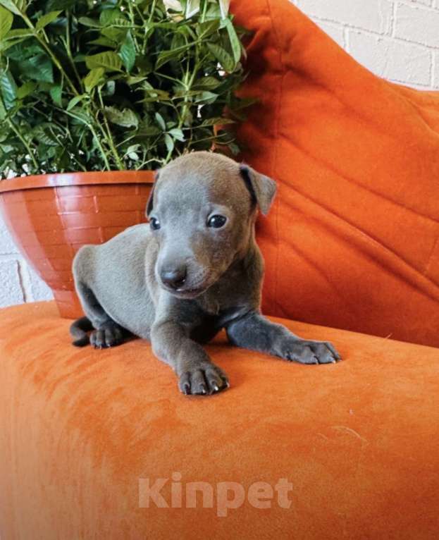 Собаки в других городах Тульской области: Левретка Мальчик, 100 000 руб. - фото 9