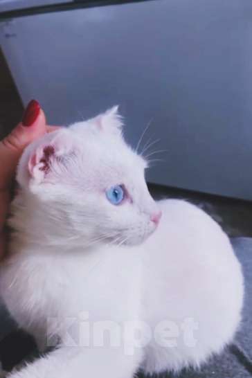 Кошки в Москве: Белая голубоглазая кошка Поэма в добрые руки Девочка, 1 руб. - фото 2