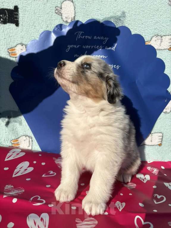 Собаки в Бикине: Аусси Мальчик, 80 000 руб. - фото 1