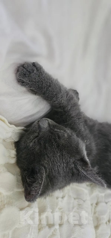 Кошки в Москве: Котёнок Сёма в добрые руки Мальчик, Бесплатно - фото 4
