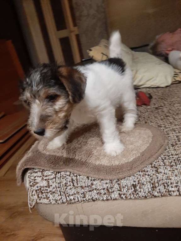 Собаки в Брянске: Фкстерьера жесткошерстного щенок Мальчик, 20 000 руб. - фото 3