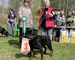 Собаки в Санкт-Петербурге: Щенки ротвейлера, рожд. 25.03.26 Разнополые, 60 000 руб. - фото 6