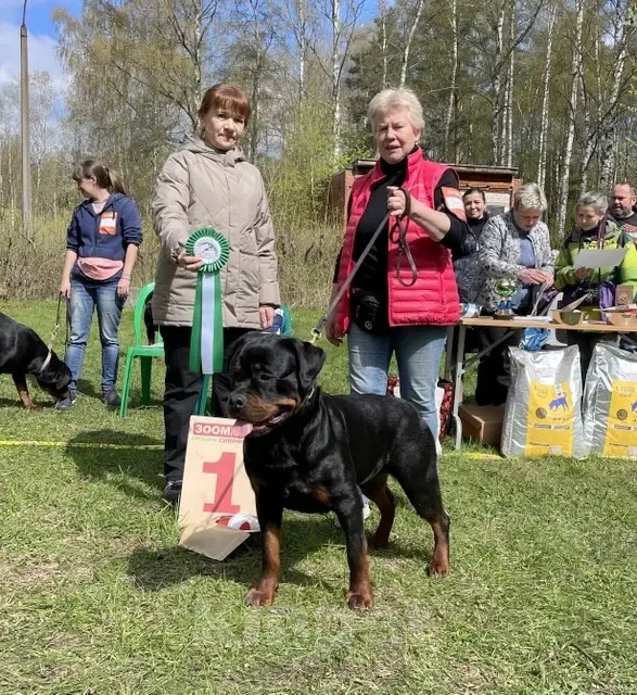 Собаки в Санкт-Петербурге: Щенки ротвейлера, рожд. 25.03.26 Разнополые, 60 000 руб. - фото 6
