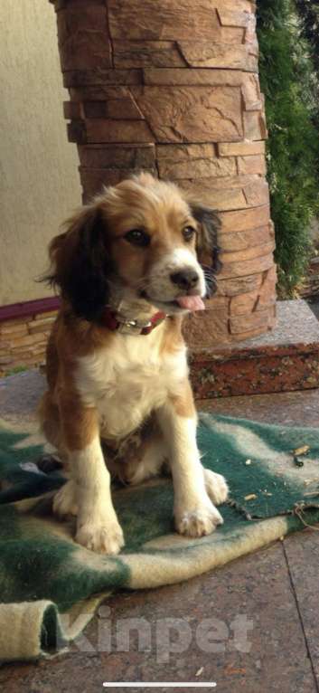 Собаки в Москве: Мальчик для вязки  Мальчик, Бесплатно - фото 5