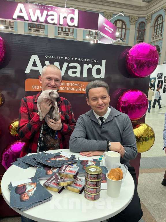 Кошки в Москве: Ищем кота породы Эльф для вязки Девочка, Бесплатно - фото 8