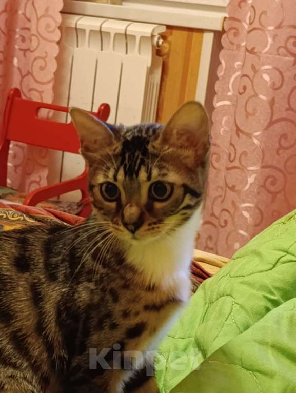 Кошки в Москве: Отдам котенка Девочка, Бесплатно - фото 2