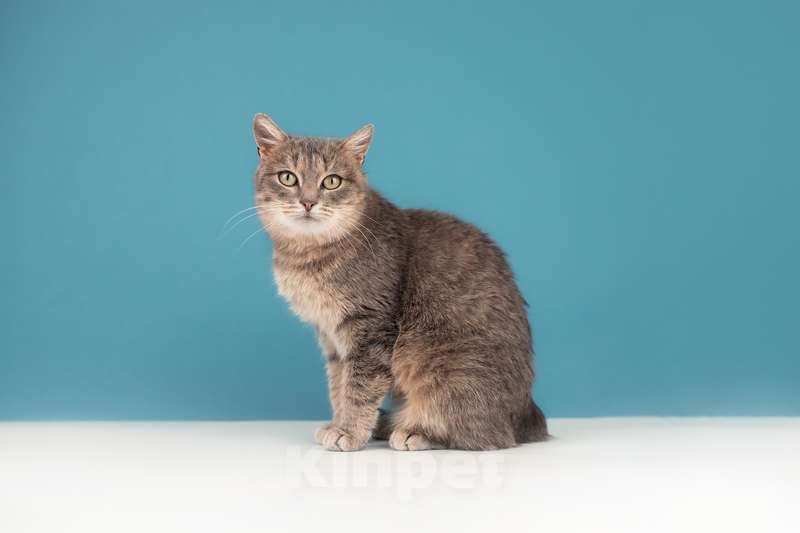 Кошки в Москве: Метис британской породы Вера в добрые руки Девочка, Бесплатно - фото 4