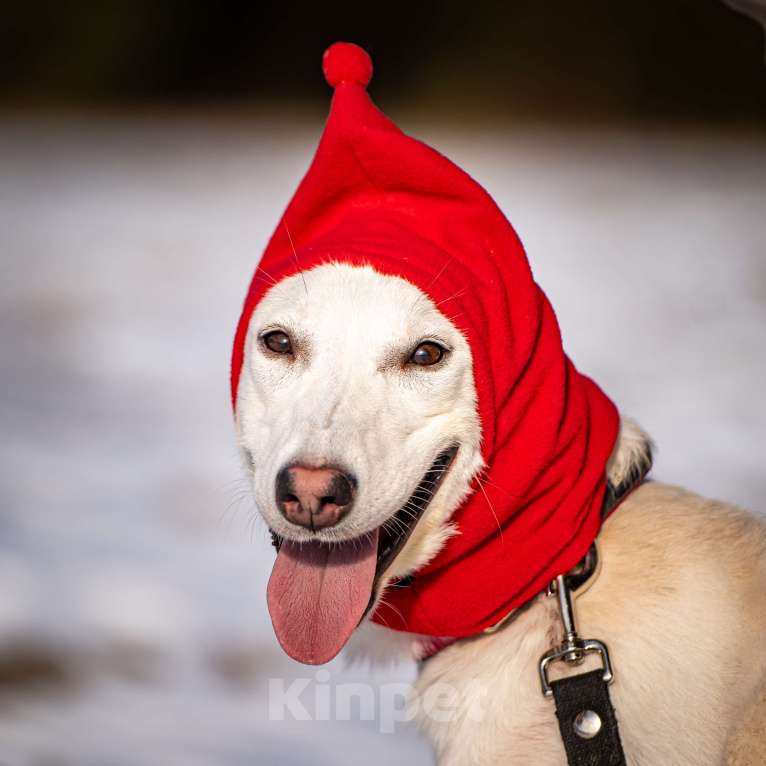 Собаки в Клине: Ванда — энергичная собачка Девочка, Бесплатно - фото 7